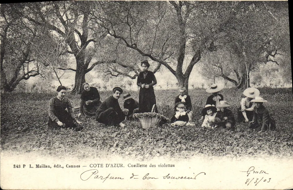 Cannes, Côte d'Azur — Cueillette des violettes — P. L. Maillan, édit., Cannes — n° 243 - Frente