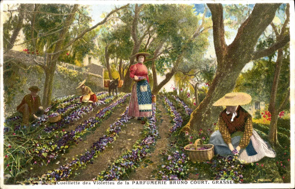 Violettensammlung für die Parfumerie Bruno Court. Grasse - Vorderseite