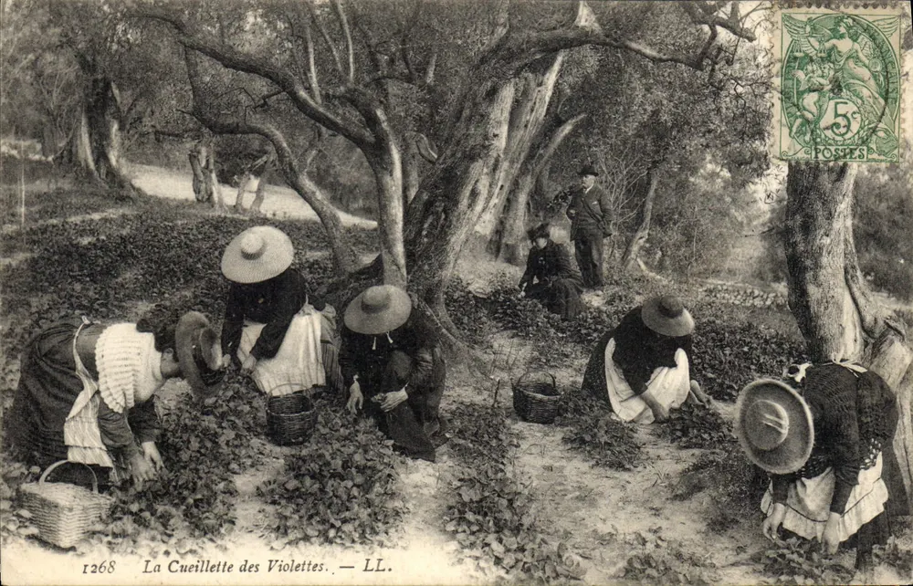 A Colheita das Violetas — LL. — n°1268 - Frente