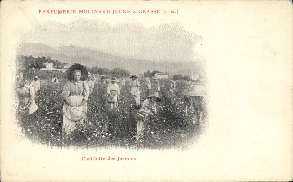 Jasminensammlung — Parfumerie Molinard Jeune in Grasse (A.M.) - Vorderseite