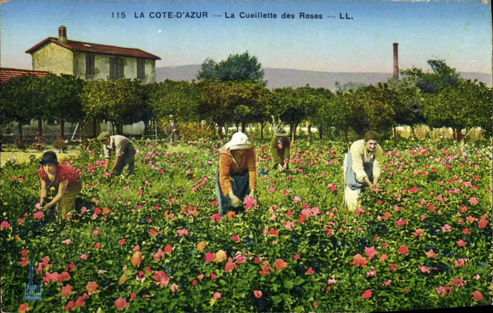 A Costa do Azul — A Colheita das Rosas — LL. — N° 115 - Frente