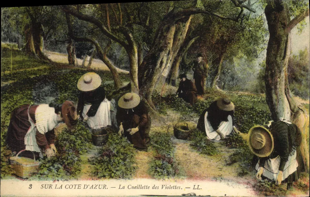 Na Costa do Azul — A Colheita das Violetas — LL. - Frente