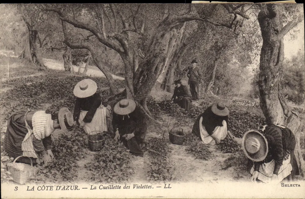 A Costa do Azul — A Colheita das Violetas — SELECTA - Frente