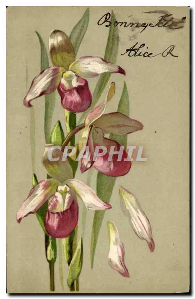 Orchidee — botanische illustratie — uitgever niet zichtbaar - Voorkant
