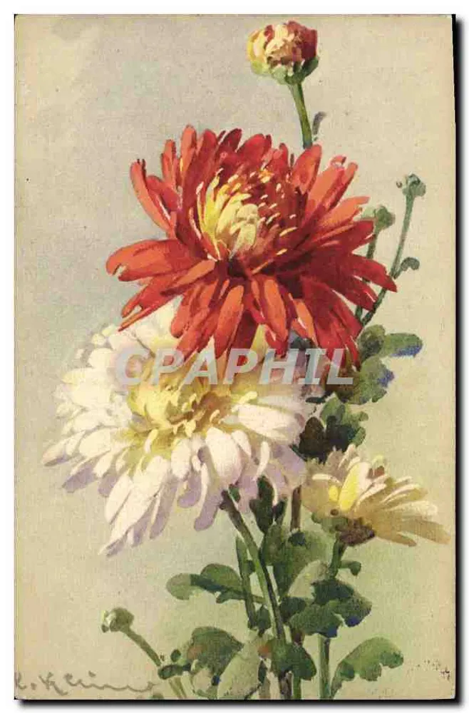 Flores de crisântemos — desenho aquarelado — E. Klein — STF No. 1330 - Frente