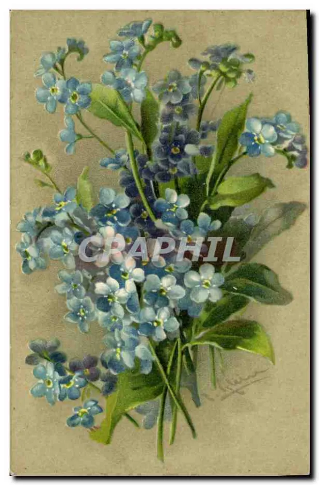 Bouquet di myosotis — illustrazione botanica — editore S. 3977 - Recto