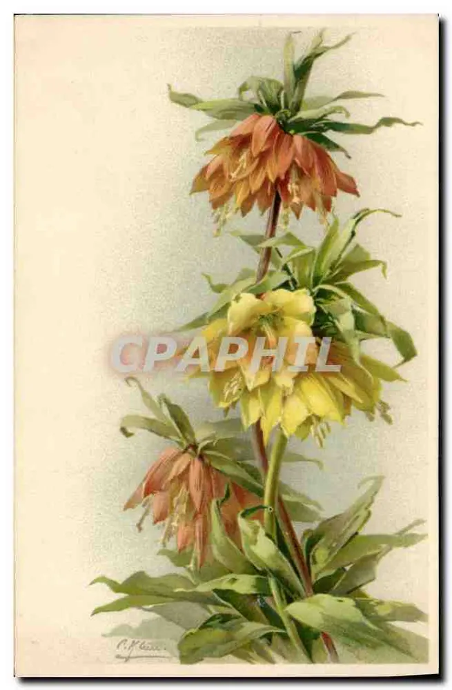 Fiori di Fleur — illustrazione botanica — C. F. Flasse - Recto