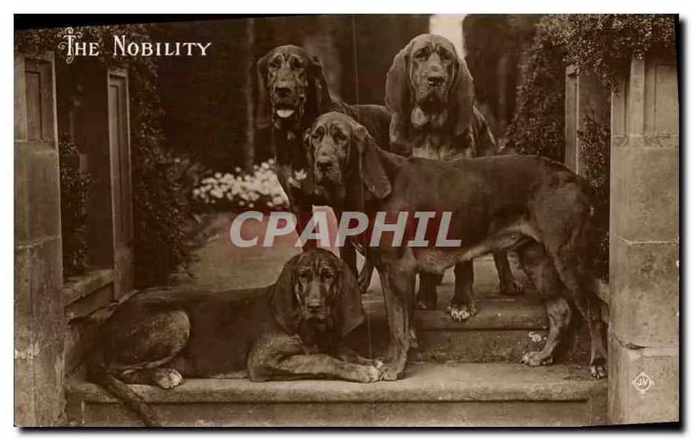 Os nobres cães — The Nobility — J. W. (editor) - Frente
