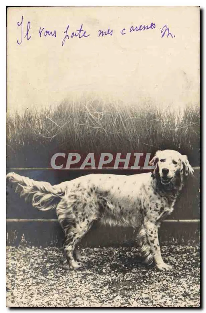 Cachorro com manchas — diante de uma parede — editor L. A. GRANT, Paris - Frente