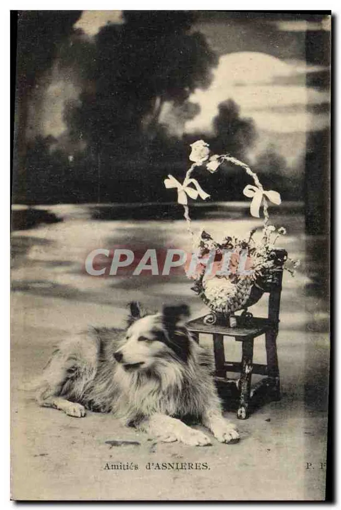 Hund der Rasse Collie — Asnières — P. F. (Verlag) - Vorderseite