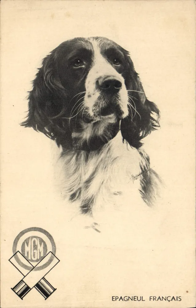 Cão de caça francês — retrato — MGM - Frente