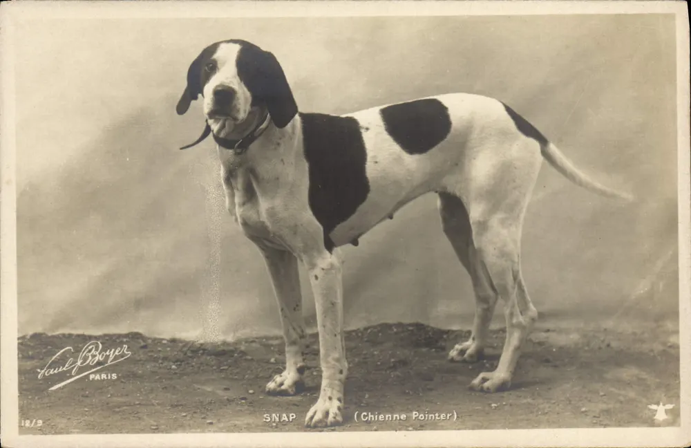Chienne Pointer SNAP — Paul Boyer, Paryż, seria 18/9 - Awers