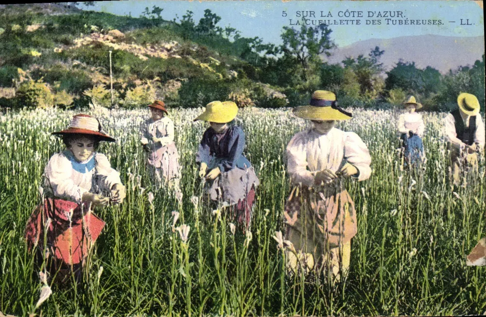 An der Côte d'Azur — Die Ernte der Tuberosen — LL - Vorderseite