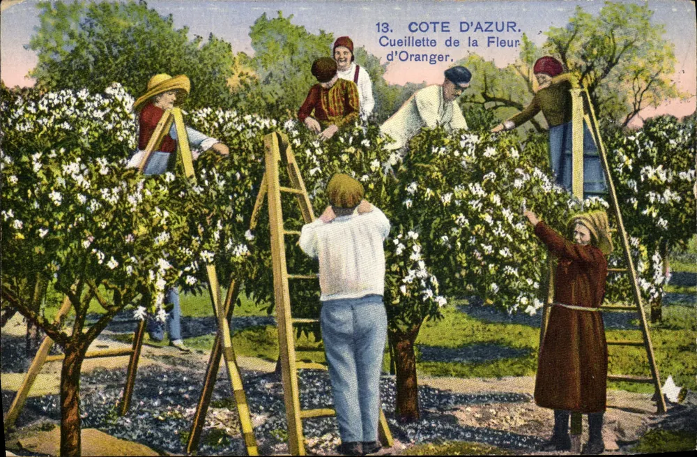 Côte d'Azur — Recolección de flores de naranjo — serie 13 - Anverso