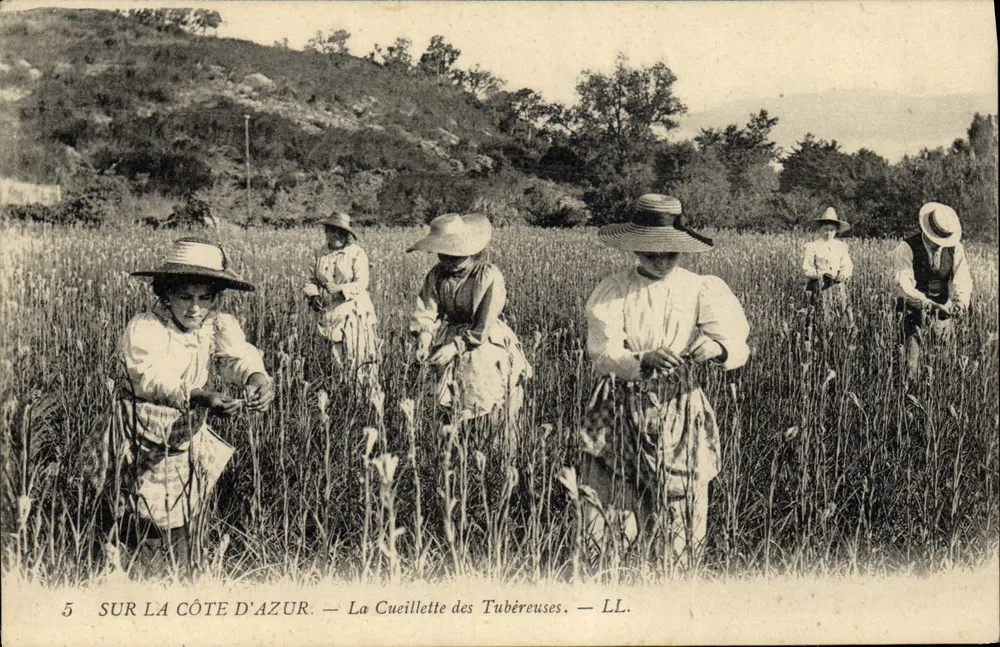 Entlang der Côte d'Azur — Die Ernte der Tuberosen — LL. - Vorderseite