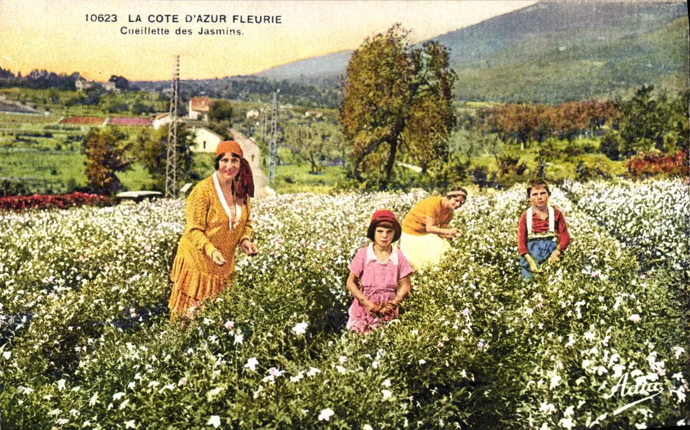 A Costa do Azul florido — Colheita de Jasmim — Levé e Neurdein, N°10623 - Frente