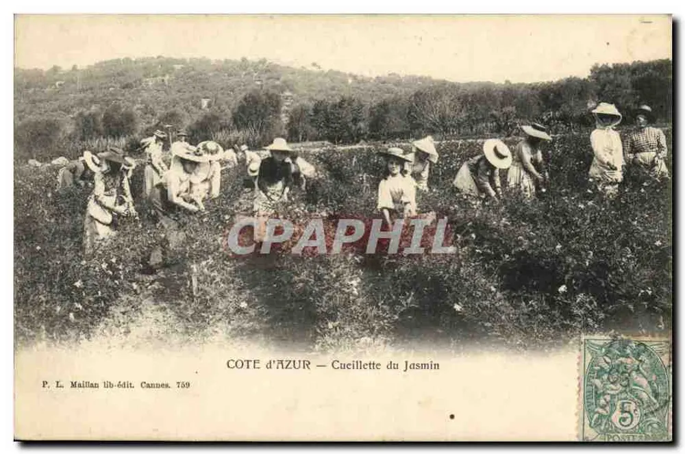COTE d'AZUR — Cucillette du Jasmin — P. L. Maillian lib-edit. Cannes 759 - Frente