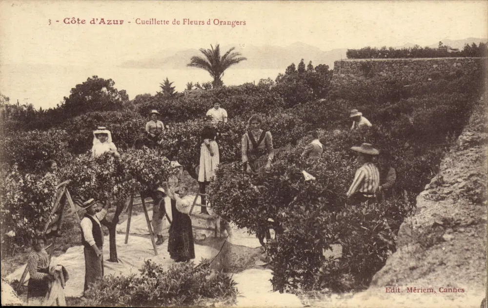 Côte d'Azur - Colheita de Flores de Laranjeira — Edit. Mériem, Cannes - Frente