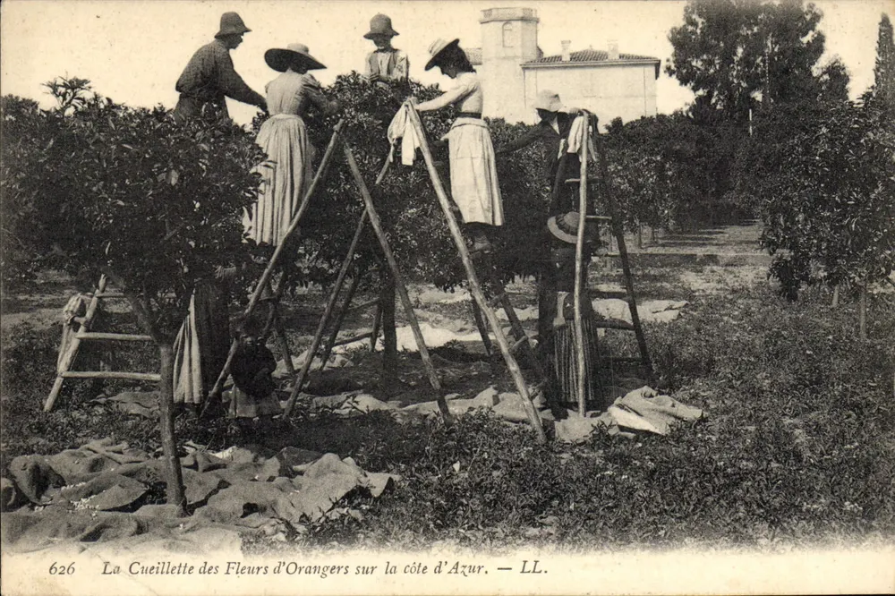 Die Ernte der Orangenblüten an der Côte d'Azur — LL. — Nr. 626 - Vorderseite