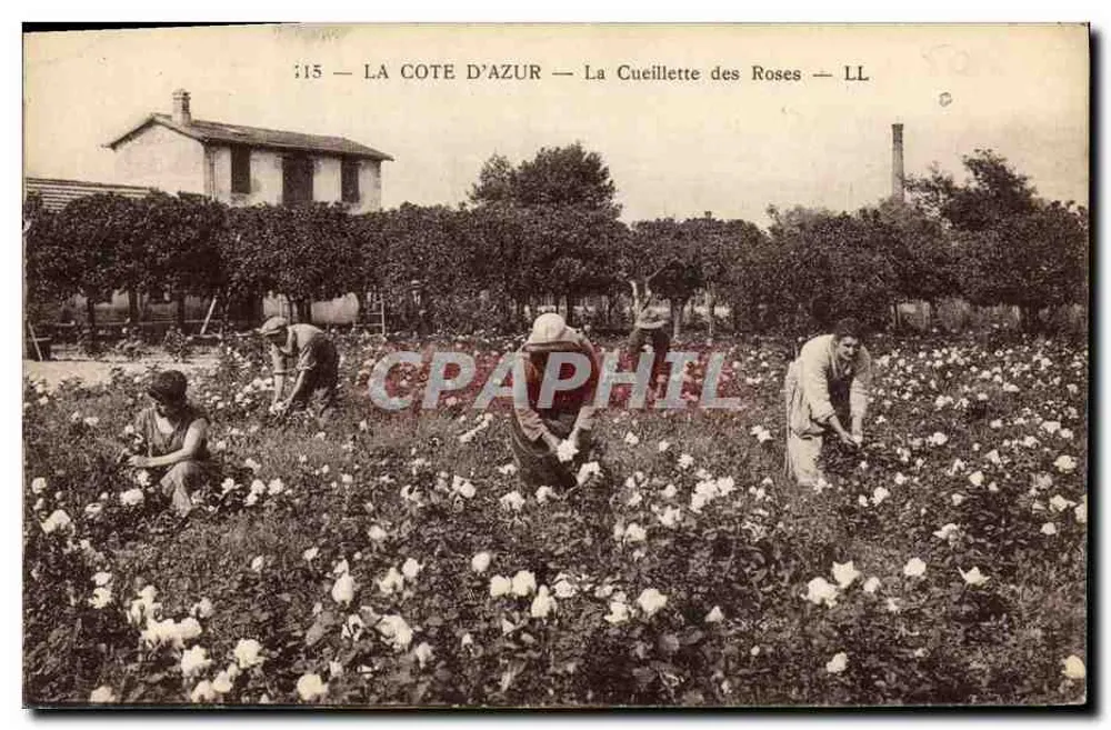 A Costa Azul — A Colheita das Rosas — LL - Frente