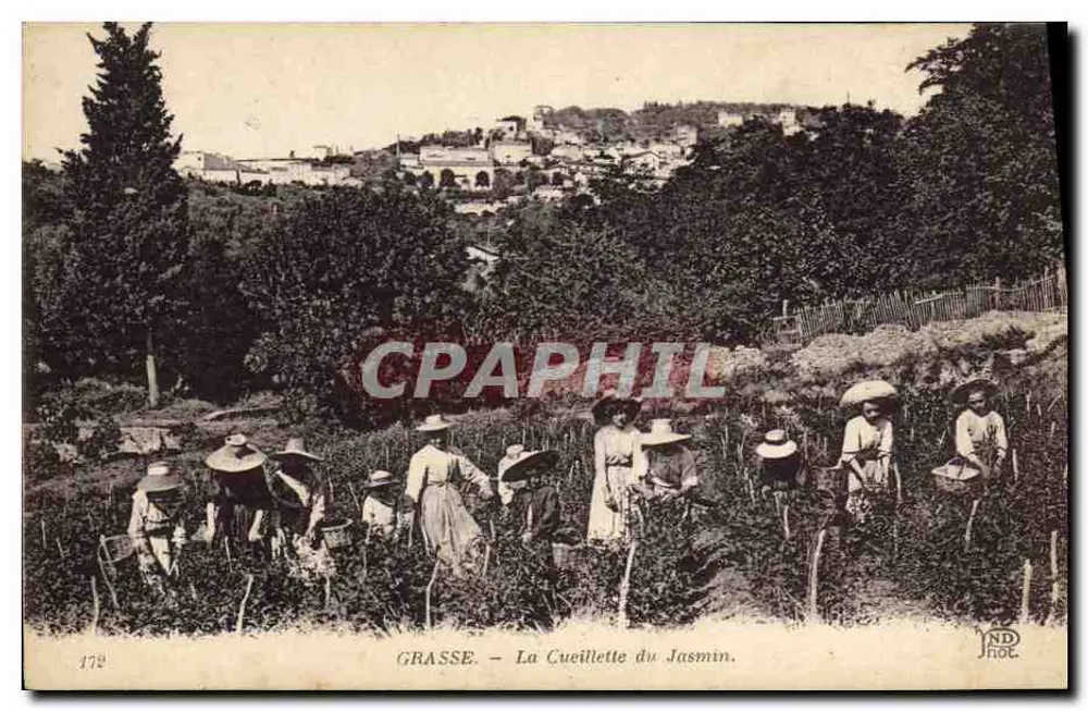 Grasse — A Colheita do Jasmim — YAD Fot. - Frente