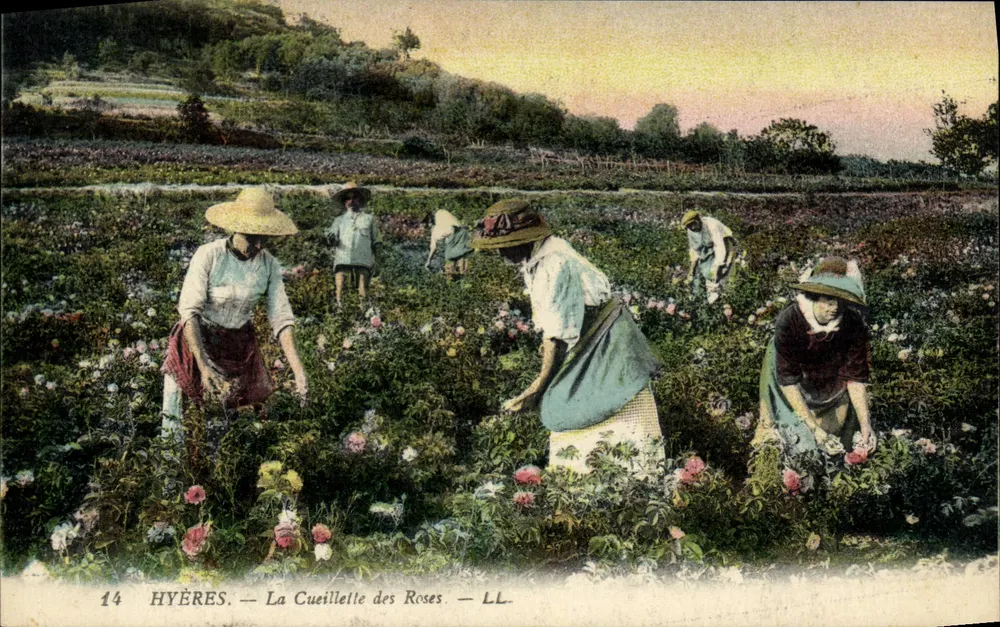 Hyères — A Colheita das Rosas — LL - Frente