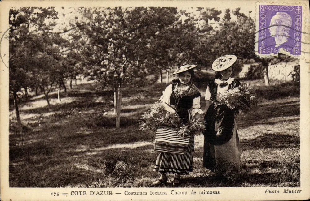 Côte d'Azur — Lokale Kleidung. Mimosablütenfeld — Foto Munier n°175 - Vorderseite