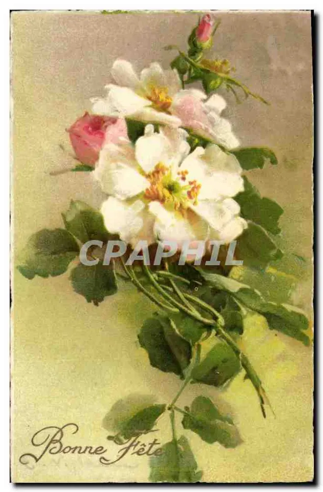 Mata de rosas — texto 'Bonne Fête' — n° 243 - Frente