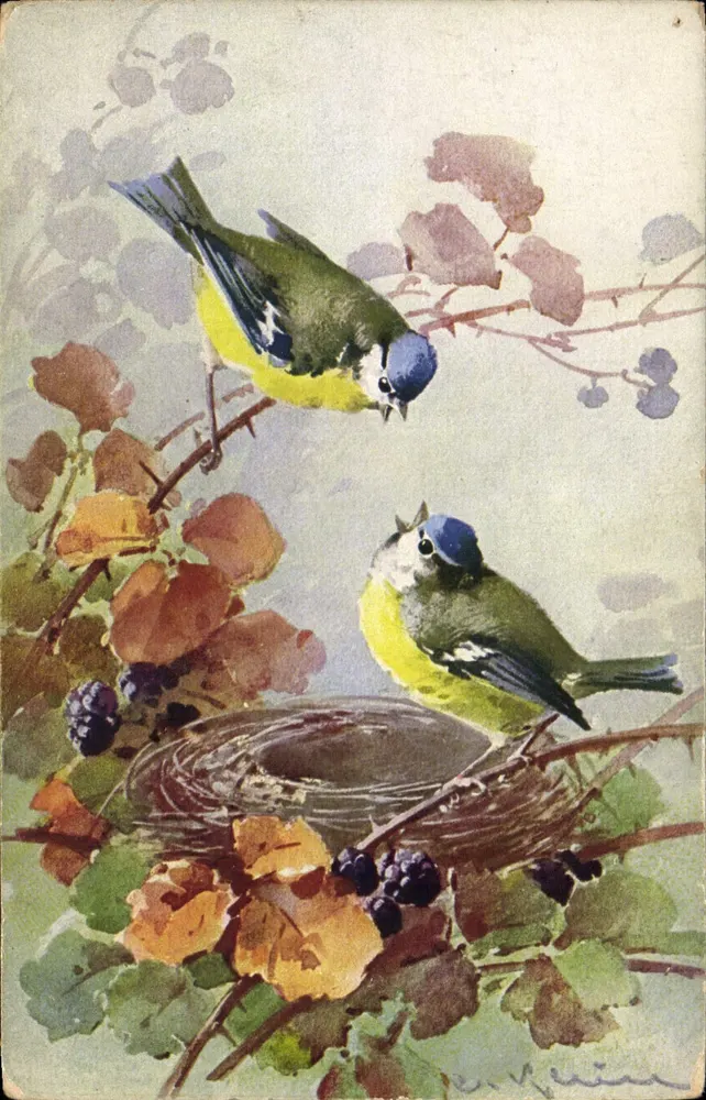 Dois pássaros azul-verde e amarelo — obra de E. Kein — edição S.T.F. n°1125 - Frente