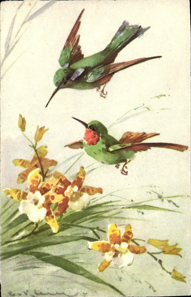 Due colibrì tra orchidee — E.V. Vilmann — No. 18 - Recto