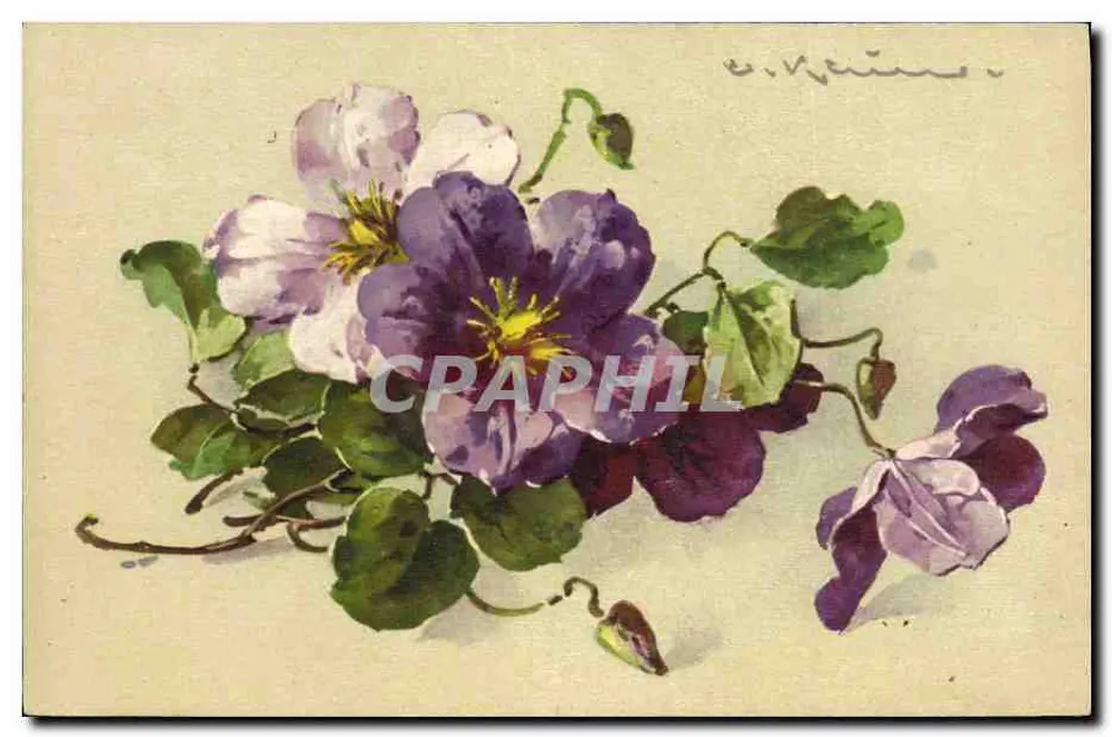 Flores de Violeta — desenho aquarelado — editor STF, n° 1343 - Frente
