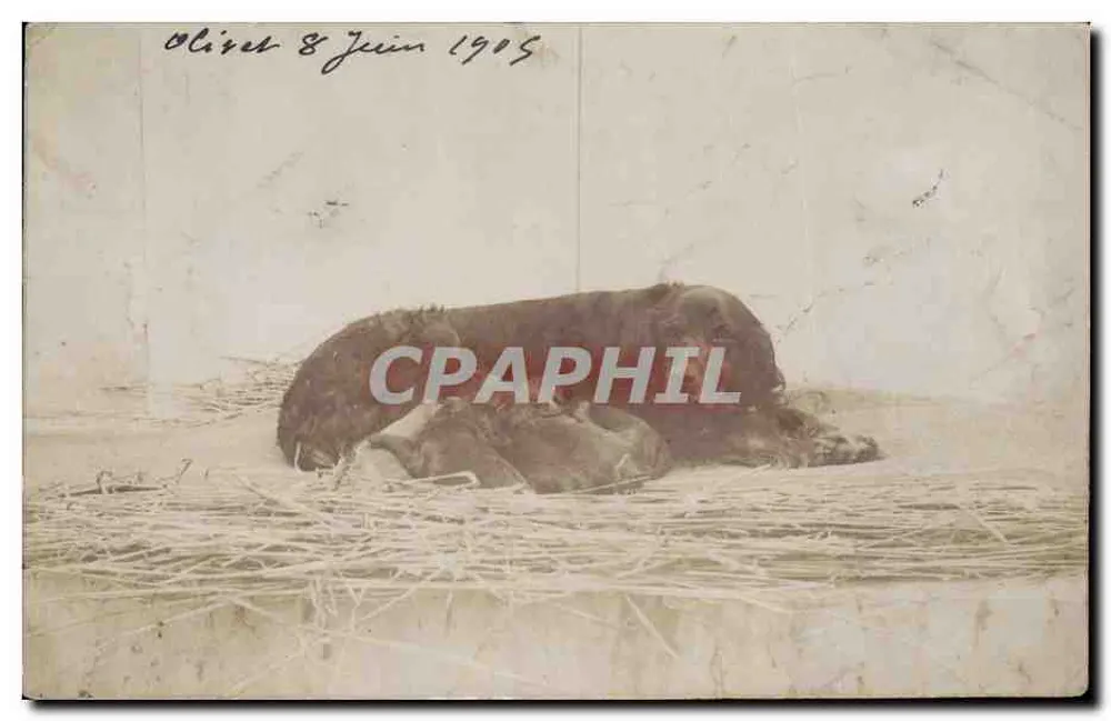Chien adulte et chiots — scène de berceau en paille — Société Lumière, Lyon - Vorderseite