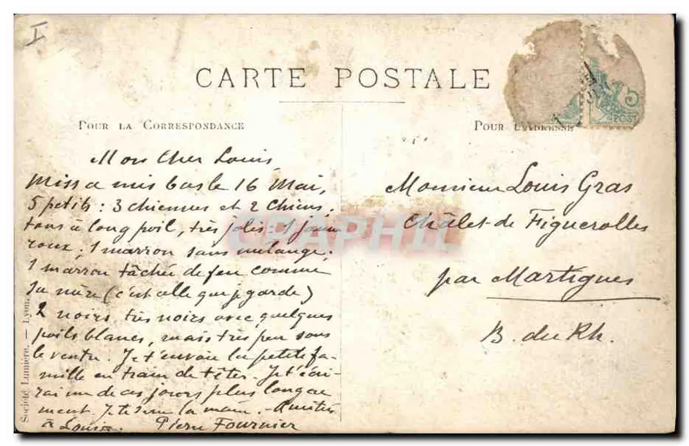 Chien adulte et chiots — scène de berceau en paille — Société Lumière, Lyon - Rückseite