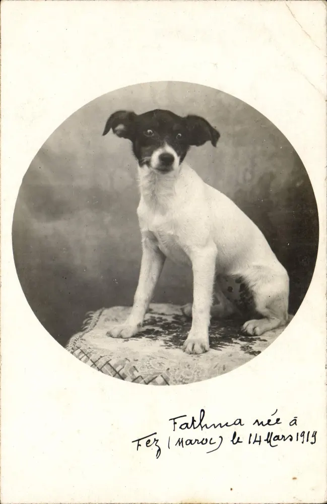 Hund — Portrait von Fathima, geboren in Fès (Marokko) — Verleger nicht sichtbar - Vorderseite
