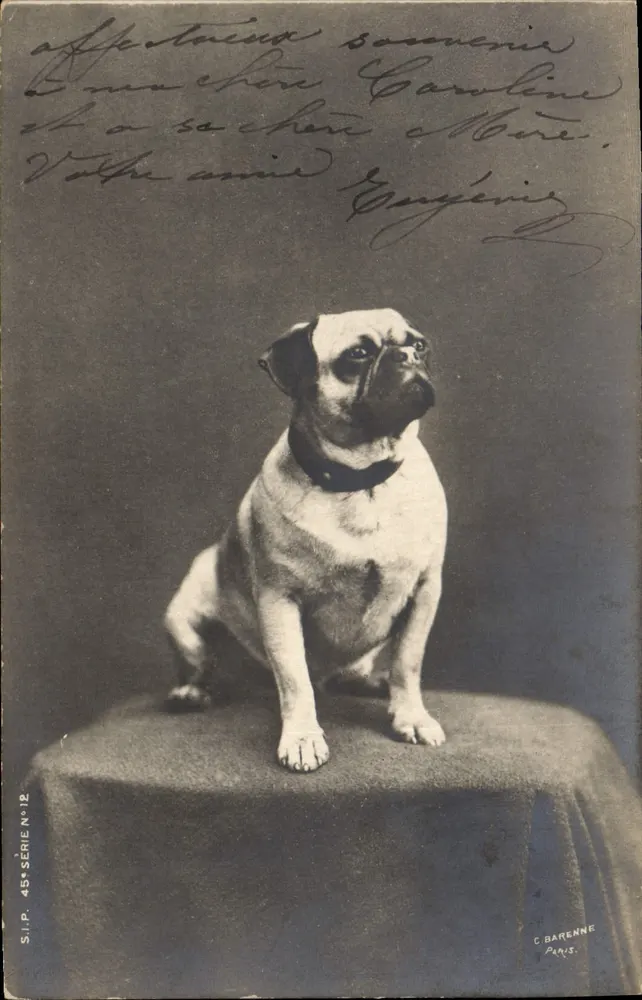 Cachorro pug — S.I.P. Série N°12 — C. Barenne, Paris - Frente