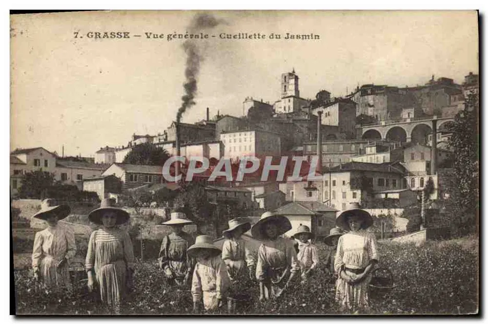 Grasse — Algemene uitzicht — Jasmin oogst - Voorkant