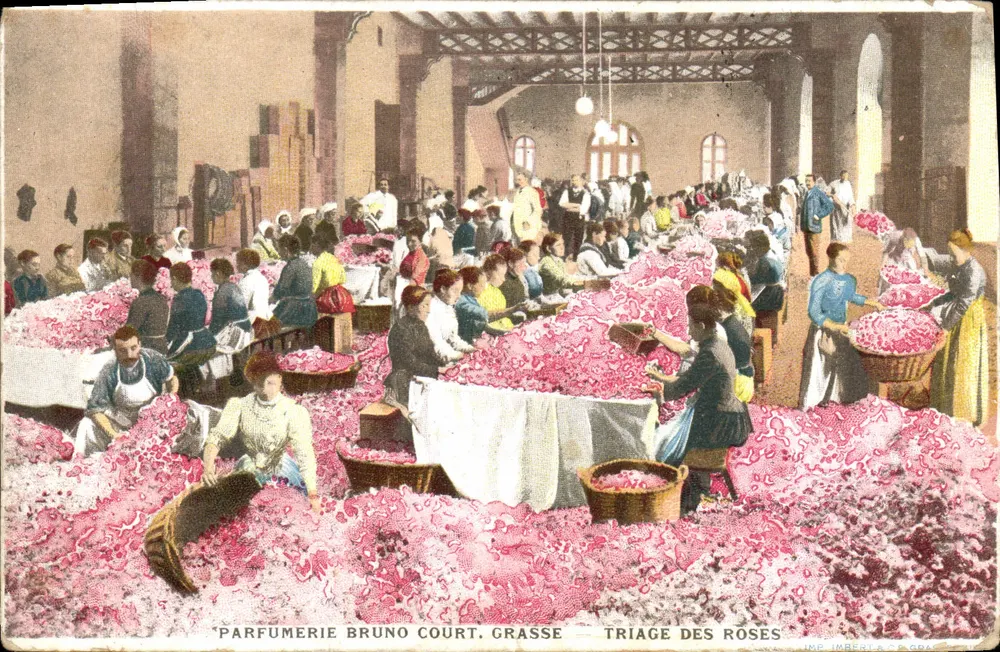 Parfumerie Bruno Court, Grasse — Sortierung der Rosen - Vorderseite