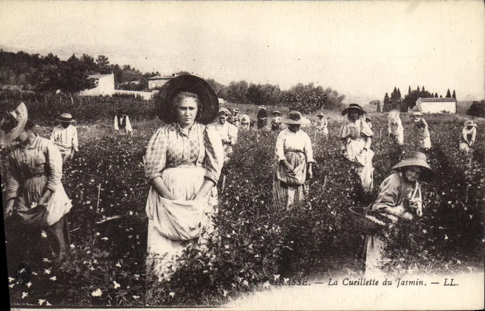 Grasse — A Colheita do Jasmim — LL - Frente