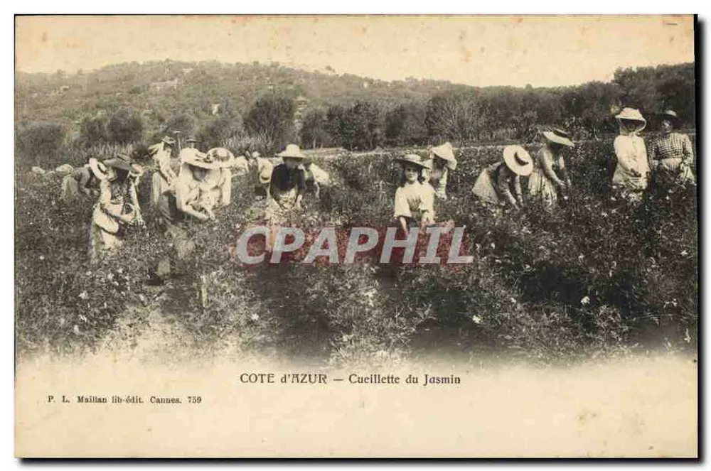 Côte d'Azur — Colheita do Jasmim — P. L. Maillan lib-édit. Cannes. 759 - Frente