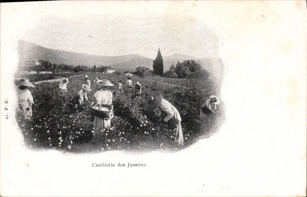 Cueillette des Jasmins — cena de colheita de jasmim — editor 41. F. R. - Frente