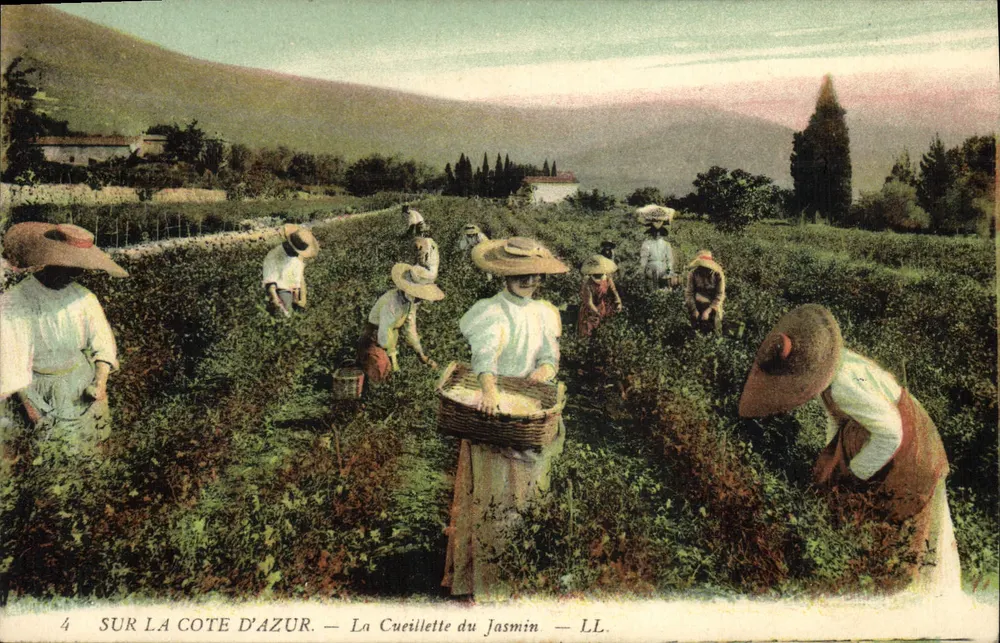 Na Côte d'Azur — A colheita do jasmim — LL. N°4 - Frente