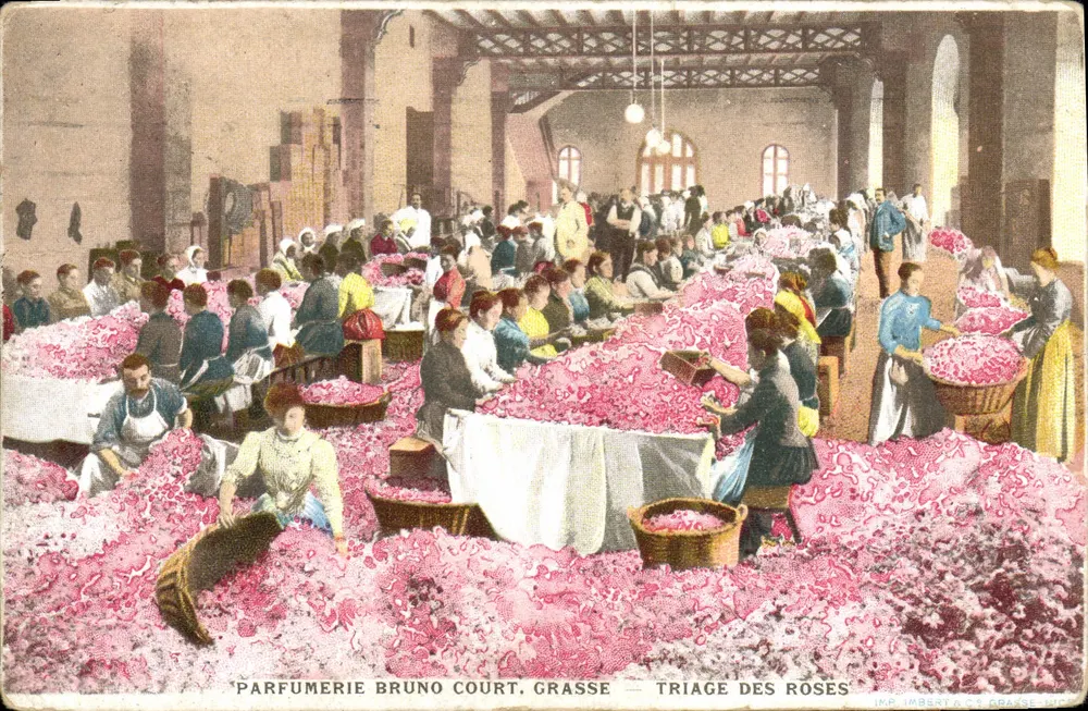 Parfumerie Bruno Court, Grasse — Rosen sortieren - Vorderseite