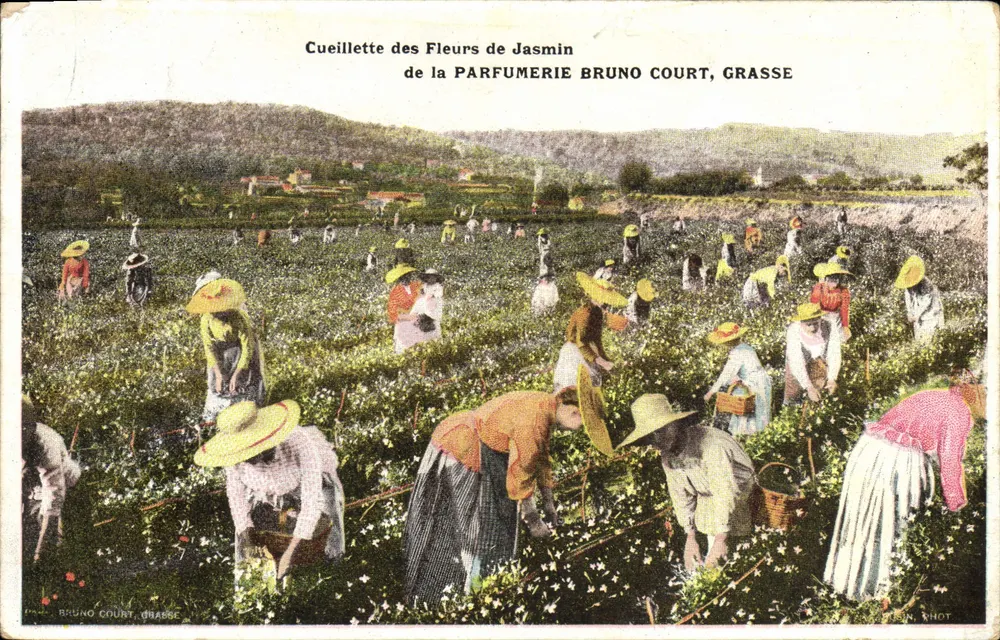Jasminblütenpflücken — Parfumerie Bruno Court, Grasse - Vorderseite