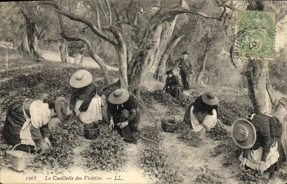 A Colheita das Violetas — LL. — n° 1268 - Frente