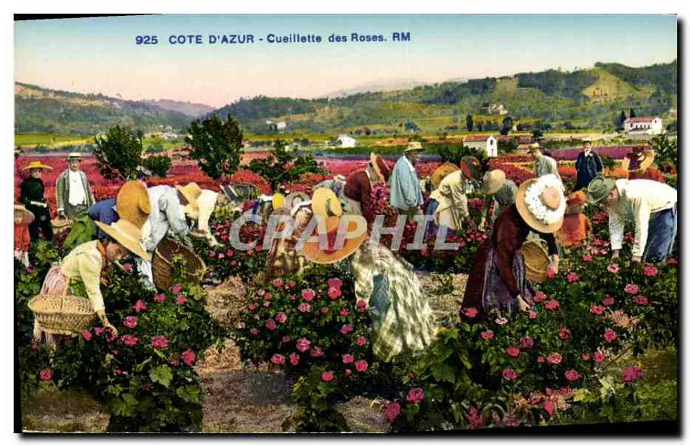 Costa do Azul - Colheita de Rosas. RM — Edição Rostan & Munier, Nice - Frente
