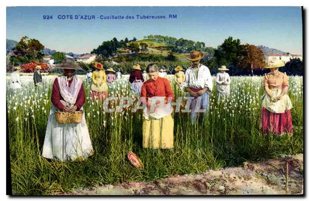 Côte d'Azur - Ernte der Tuberosen. RM — Édition Rostan & Rünier, Nice, n° 924 - Vorderseite