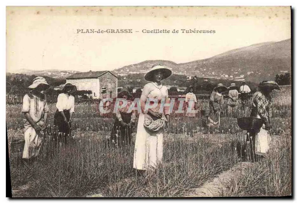 PLANO DE GRASSE — Colheita de Tubérulas — Editor: G. Léetta - Frente