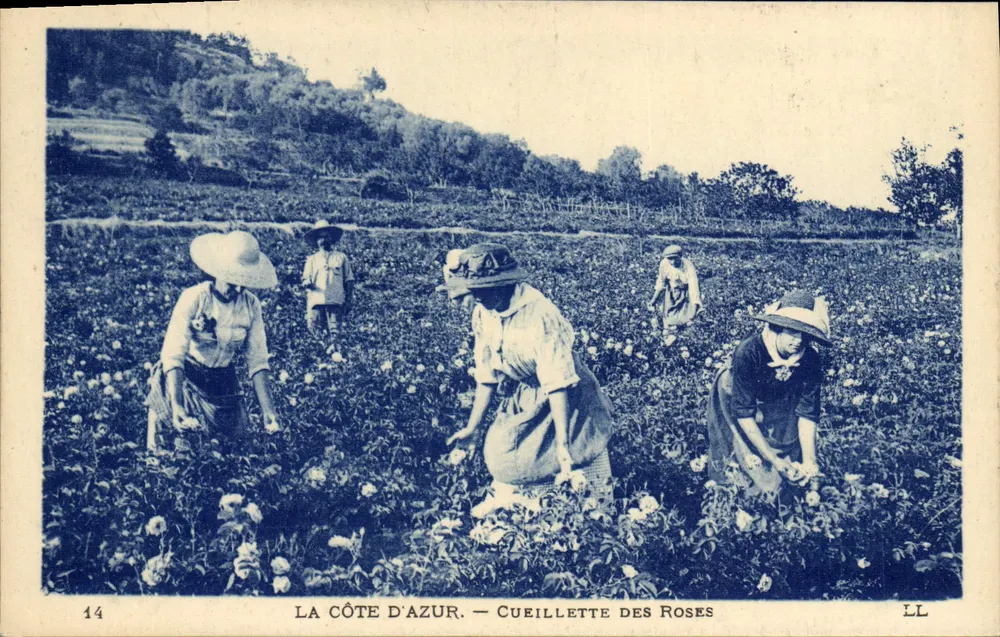 A Costa Azul — Colheita de Rosas — LL - Frente