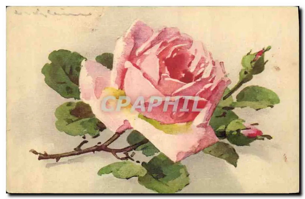Rosas — desenho aquarelado — editor SVF, n° 1270 - Frente