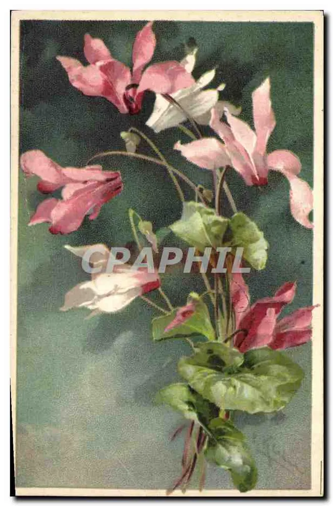 Bouquet de cyclamens — illustration botanique — K. F. Éditeurs, Paris, Série 1346 - Voorkant